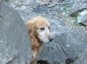 "Mamá Golden Retriever abandonada"