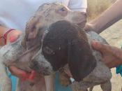 cachorritos abandonados condiciones lamentables. (granada)