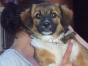 COLLAR, tam.pequeño año, adopción Refugio Viento. (Murcia)