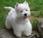 perros Westy Highland Terrier excelentes mascotas