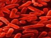 expertos advierten sobre cepas gonorrea resistentes antibióticos