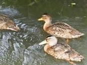 Pequeños patitos
