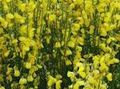 verano corazón comercio