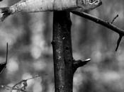 Nietzsche cielo anterior; inconsciente rayo