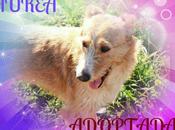 Historias adoptad@s Aurea