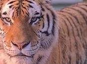 piel tigre