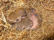 Camada ratones...
