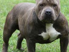 Asombrosos Perros American Pitbull Terrier Resaltan Musculatura