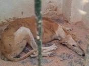 Simoncheli, galgo famélico perrera Hellin