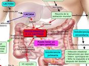 intolerancia lactosa