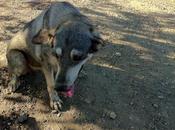 Tina. Esta mastina esta penita, desnutrida abandonada pueblo Sevilla.