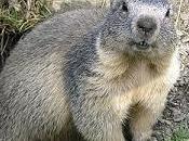 ¿Tienes metabolismo marmota?