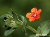 Anagallis arvensis