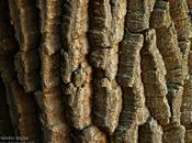 Vericuetos piel árbol