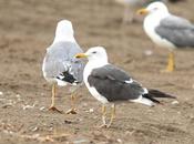 DELTA EBRO GAVIOTAS-GULLS