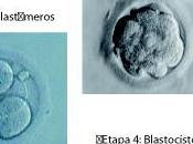 Células madre embrionarias estables…