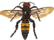 avispa mamut