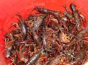 Cangrejo río/アメリカザリガニ料理