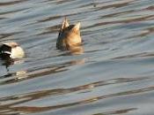 Culo pato