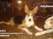 Violeta, maravillosa cachorra busca hogar, otra igual‏.