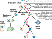 allá ciclo celular: Vida muerte célula
