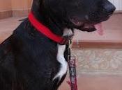 TARA, cachorrona adopción URGENTE!!!! (Murcia)‏