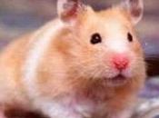 Hamster