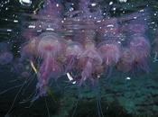 Medjelly, salvo medusas
