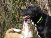 Historias adoptad@s. Zape