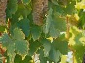viognier