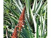 Aloe Vera planta curativa