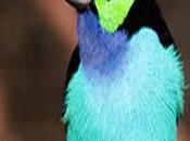 Conociendo Sociedad Conservacionista Audubon Venezuela (SCAV)