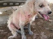 Ayuda urgente para salma!! necesita acogida adopción.