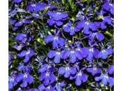 Lobelia