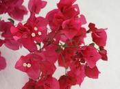 Flores jardín para casa