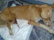 Pingo, podenco rescatado herido!! (Zaragoza)