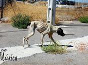 ¡música calle! ¡acogida urgente!