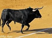 CORRIDA TORISTA… (Crónica abono Feria Málaga)