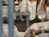 Pointer macho adopción. perrera movera. (zaragoza)