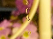 casa herrero, macarons paris