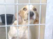 Tres meses perrera,, corre mucho peligro