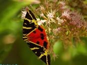 Insectos polillas