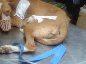 Toto rescatado lodazal solo asomaba cabeza