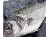 ¿Por comer lubina?