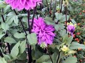 Colour Palette. Dahlia