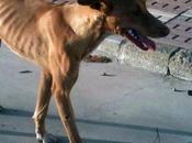 Podenco otro menos cazadores abandonan)