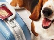 Comentario Consejos para cuidado mascota sales viaje cuidados mascotas