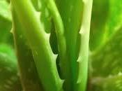 Aloe vera: regenerador natural fuente belleza para piel