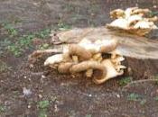 fortalecimiento sistema inmunológico