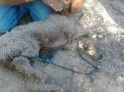 Vella encontrada pata trasera atada cabeza.